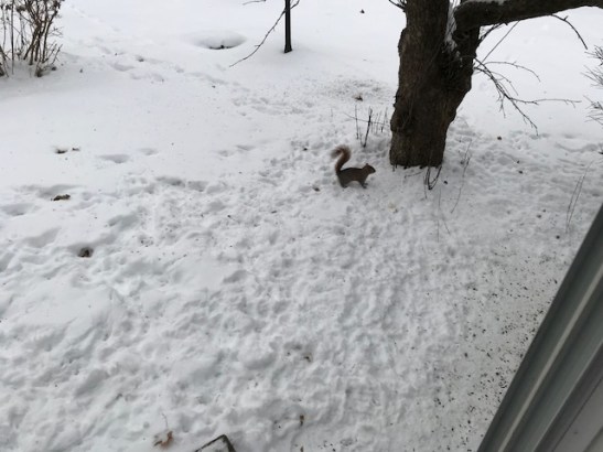 squirrel foorprints